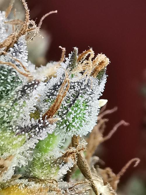 Devil XL auto / FC-E4800 / 90x60x140. Week 14