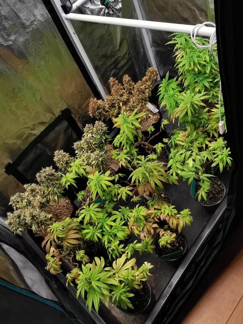 Devil XL auto / FC-E4800 / 90x60x140. Week 14