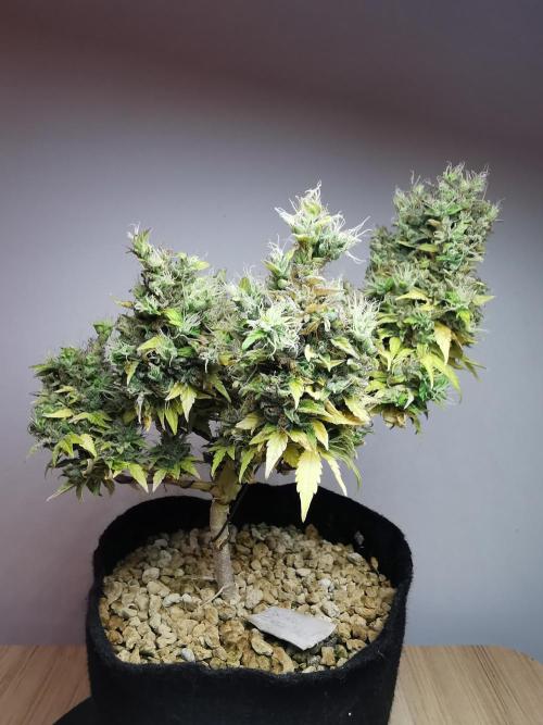 Northern Light auto/ FC-E4800/ 90x60x140. Week 14