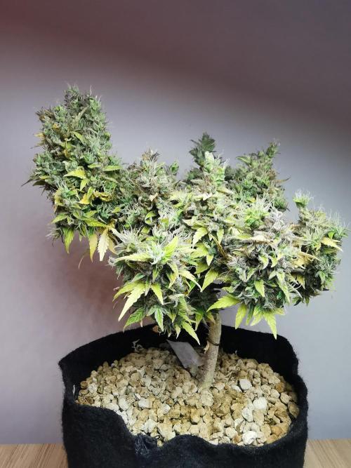 Northern Light auto/ FC-E4800/ 90x60x140. Week 14