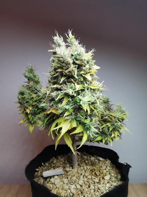 Northern Light auto/ FC-E4800/ 90x60x140. Week 14