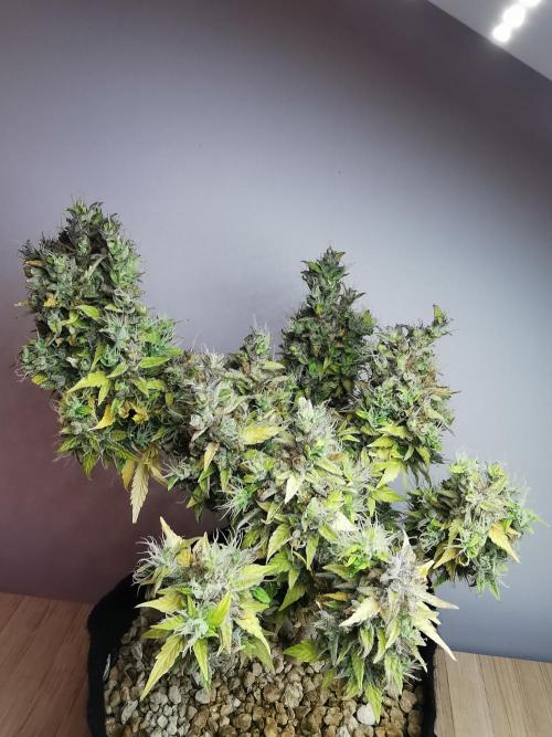 Northern Light auto/ FC-E4800/ 90x60x140. Week 14