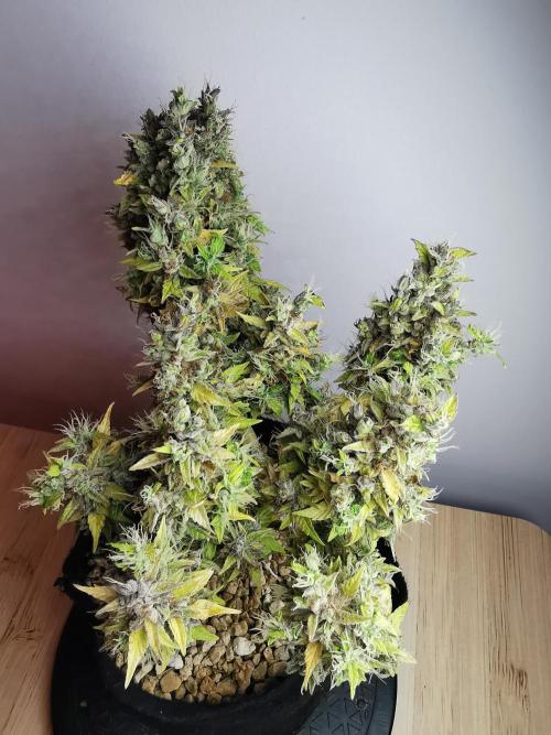 Northern Light auto/ FC-E4800/ 90x60x140. Week 14