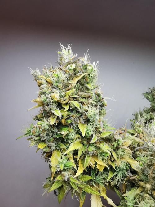 Northern Light auto/ FC-E4800/ 90x60x140. Week 14