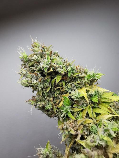 Northern Light auto/ FC-E4800/ 90x60x140. Week 14