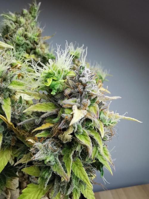 Northern Light auto/ FC-E4800/ 90x60x140. Week 14