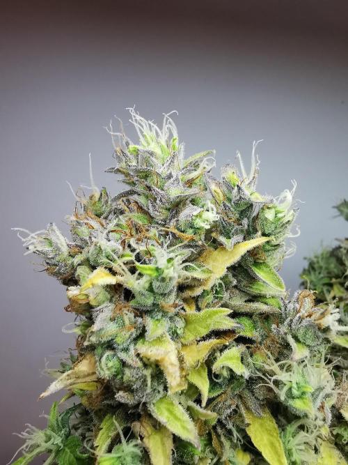 Northern Light auto/ FC-E4800/ 90x60x140. Week 14