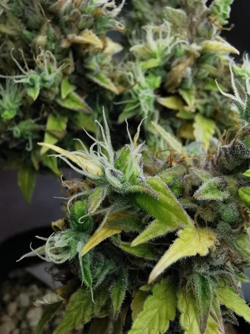 Northern Light auto/ FC-E4800/ 90x60x140. Week 14