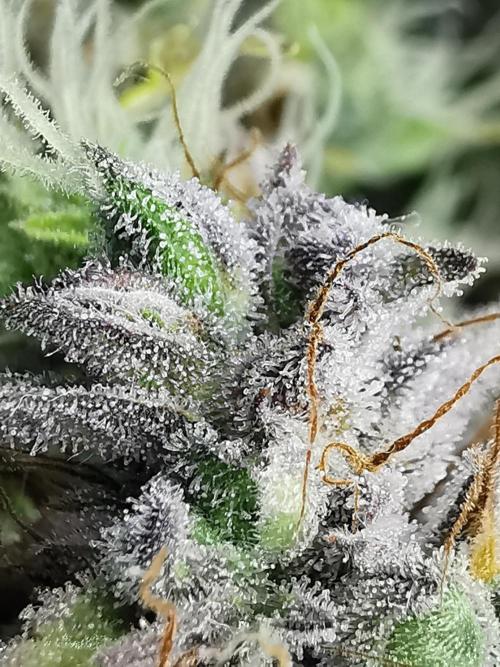 Northern Light auto/ FC-E4800/ 90x60x140. Week 14