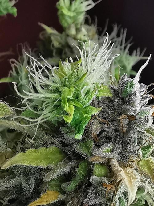 Northern Light auto/ FC-E4800/ 90x60x140. Week 14