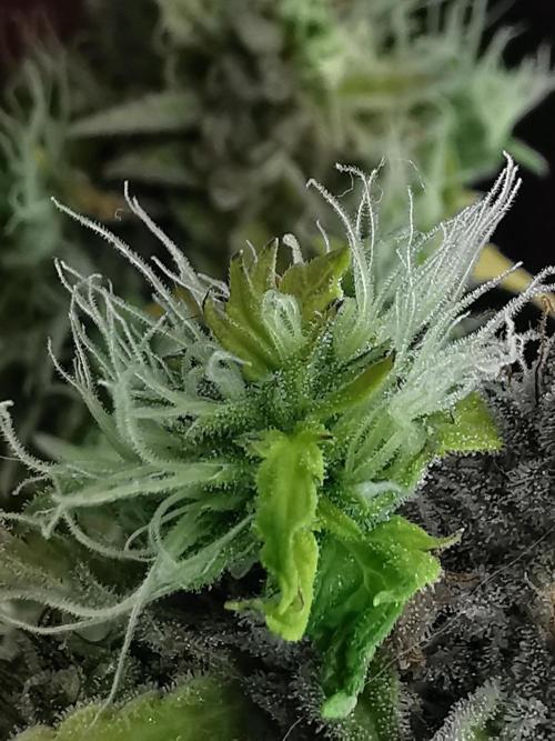 Northern Light auto/ FC-E4800/ 90x60x140. Week 14
