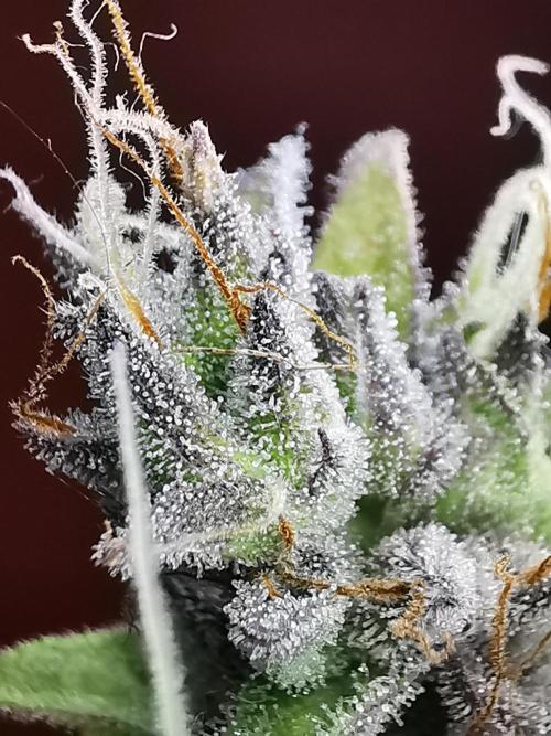 Northern Light auto/ FC-E4800/ 90x60x140. Week 14