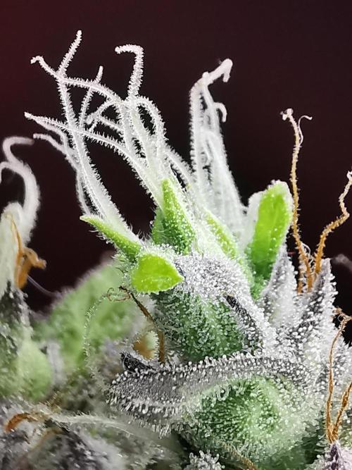 Northern Light auto/ FC-E4800/ 90x60x140. Week 14