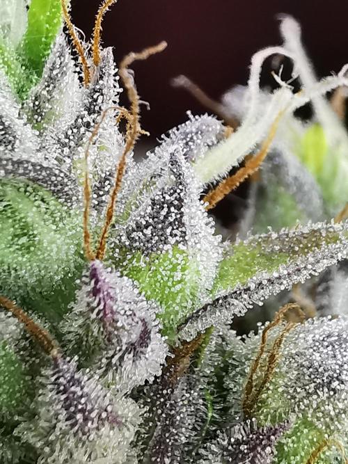 Northern Light auto/ FC-E4800/ 90x60x140. Week 14
