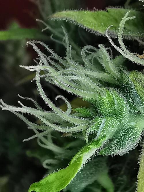 Northern Light auto/ FC-E4800/ 90x60x140. Week 14