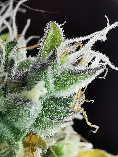 Northern Light auto/ FC-E4800/ 90x60x140. Week 14
