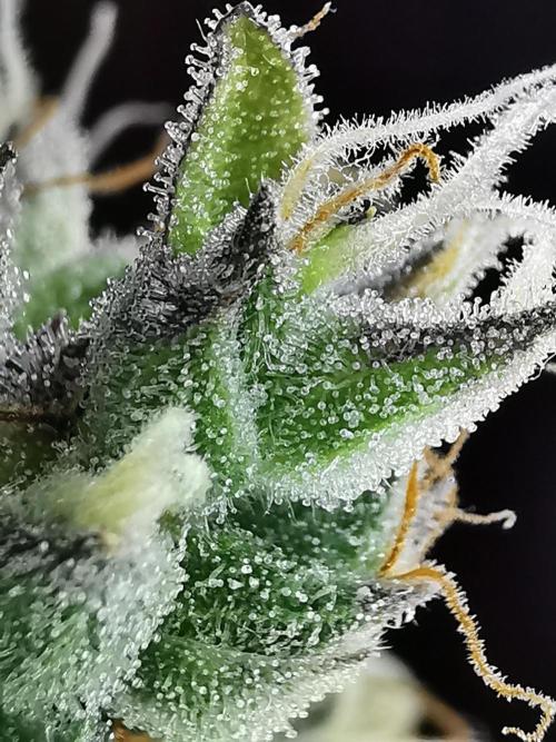 Northern Light auto/ FC-E4800/ 90x60x140. Week 14