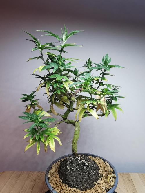 Tropical Spritzer 1 /FC-E4800 /90x60x140. Week 12