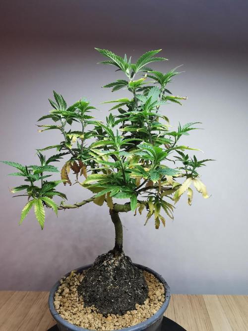 Tropical Spritzer 1 /FC-E4800 /90x60x140. Week 12