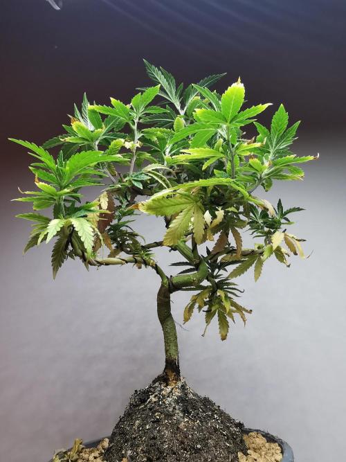 Tropical Spritzer 1 /FC-E4800 /90x60x140. Week 12