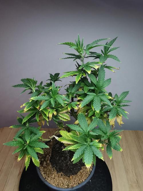 Tropical Spritzer 1 /FC-E4800 /90x60x140. Week 12