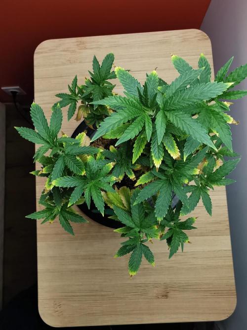 Tropical Spritzer 1 /FC-E4800 /90x60x140. Week 12