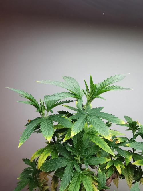 Tropical Spritzer 1 /FC-E4800 /90x60x140. Week 12
