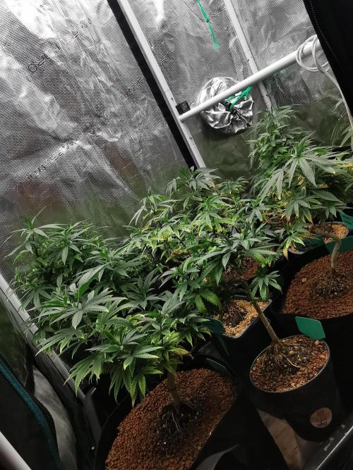 Tropical Spritzer 1 /FC-E4800 /90x60x140. Week 12