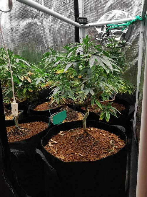 Tropical Spritzer 1 /FC-E4800 /90x60x140. Week 12