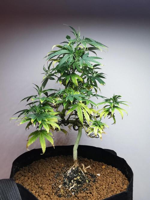 Frappe Late Z  1 / FC-E4800 / 90x60x140. Week 12