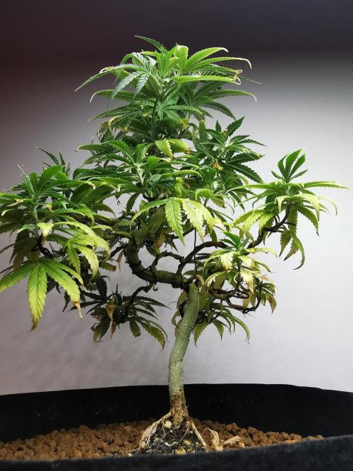 Frappe Late Z  1 / FC-E4800 / 90x60x140. Week 12