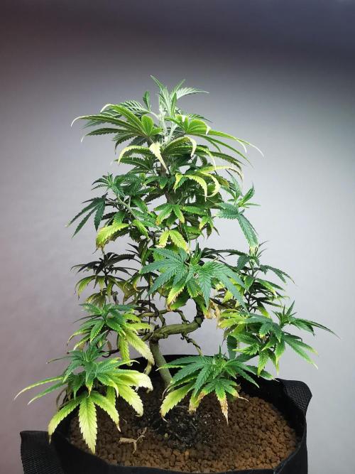 Frappe Late Z  1 / FC-E4800 / 90x60x140. Week 12