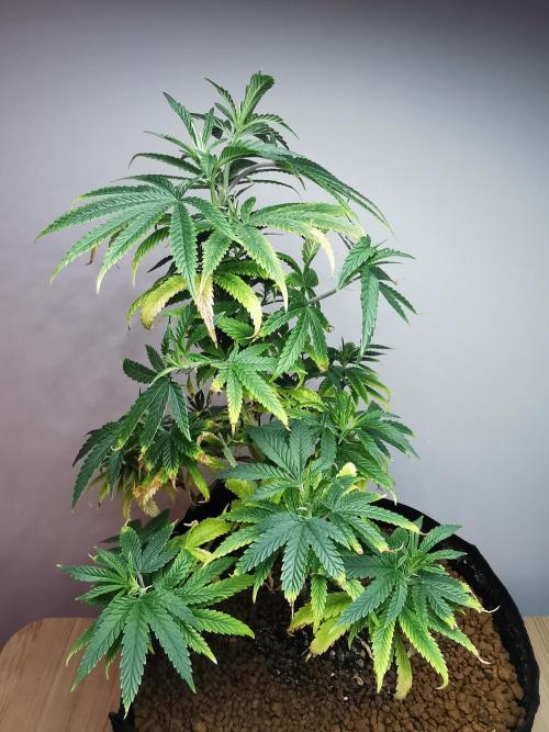 Frappe Late Z  1 / FC-E4800 / 90x60x140. Week 12