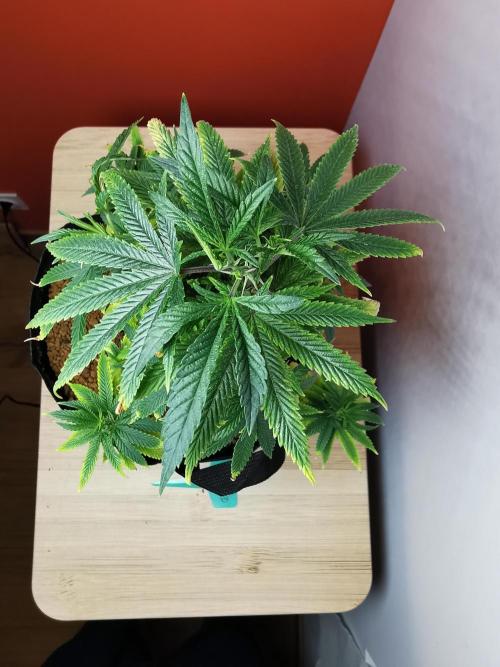 Frappe Late Z  1 / FC-E4800 / 90x60x140. Week 12