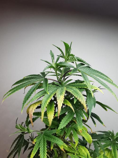 Frappe Late Z  1 / FC-E4800 / 90x60x140. Week 12