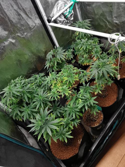 Frappe Late Z  1 / FC-E4800 / 90x60x140. Week 12