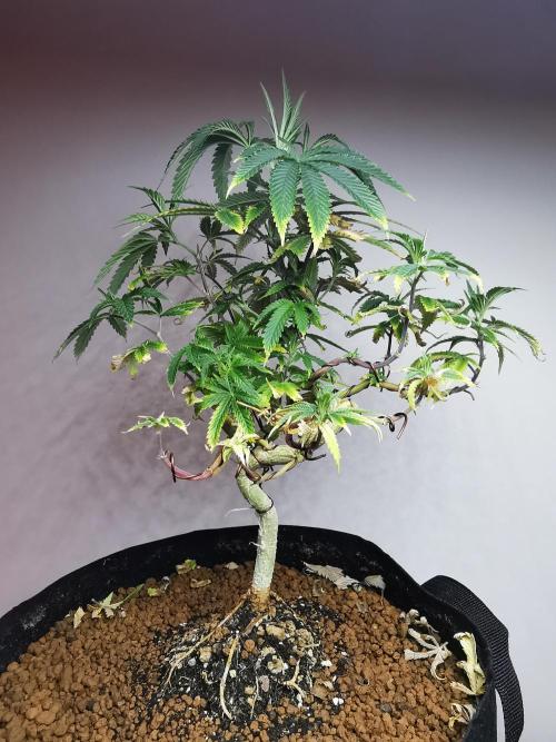 Frappe Late Z  2 / FC-E4800 / 90x60x140. Week 12