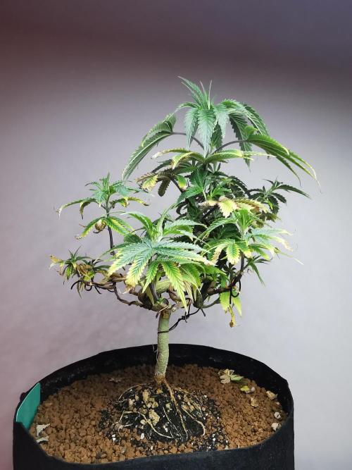 Frappe Late Z  2 / FC-E4800 / 90x60x140. Week 12
