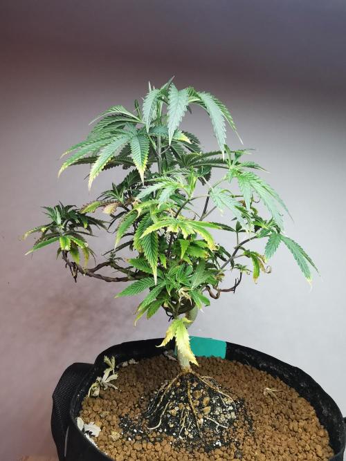 Frappe Late Z  2 / FC-E4800 / 90x60x140. Week 12