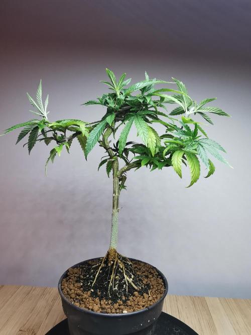 Frappe Late Z  3 / FC-E4800 /90x60x140. Week 12