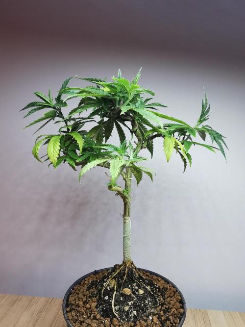 Frappe Late Z  3 / FC-E4800 /90x60x140. Week 12