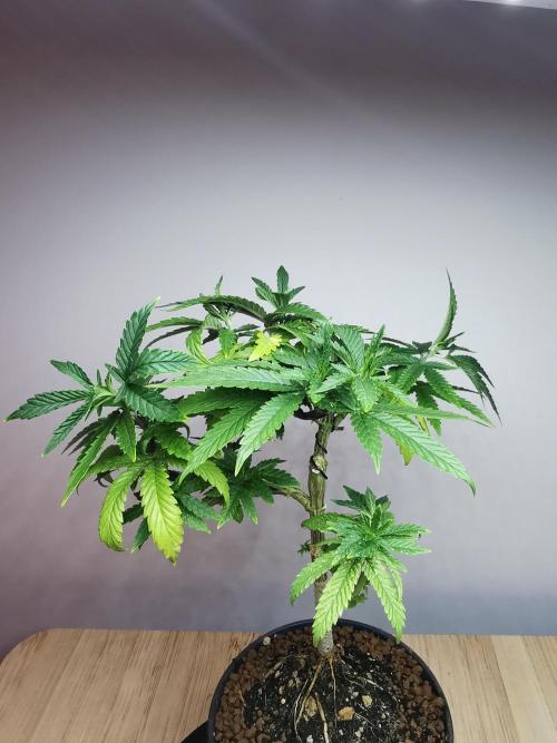 Frappe Late Z  3 / FC-E4800 /90x60x140. Week 12