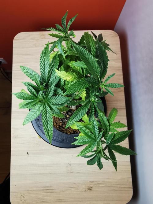 Frappe Late Z  3 / FC-E4800 /90x60x140. Week 12