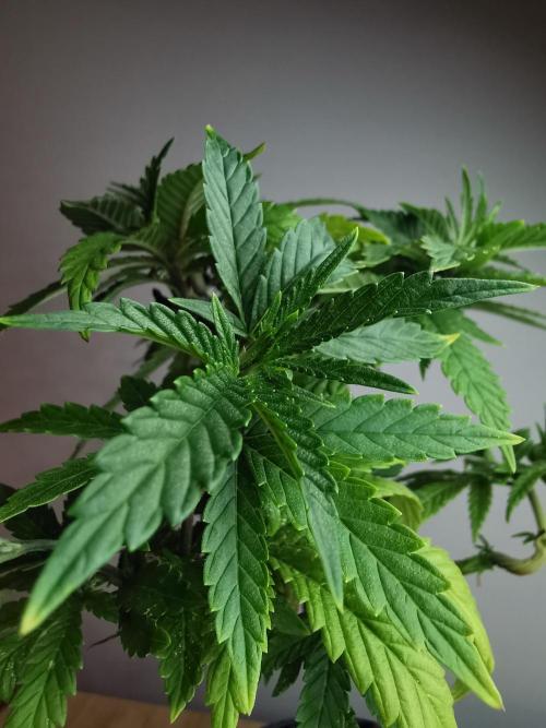 Frappe Late Z  3 / FC-E4800 /90x60x140. Week 12