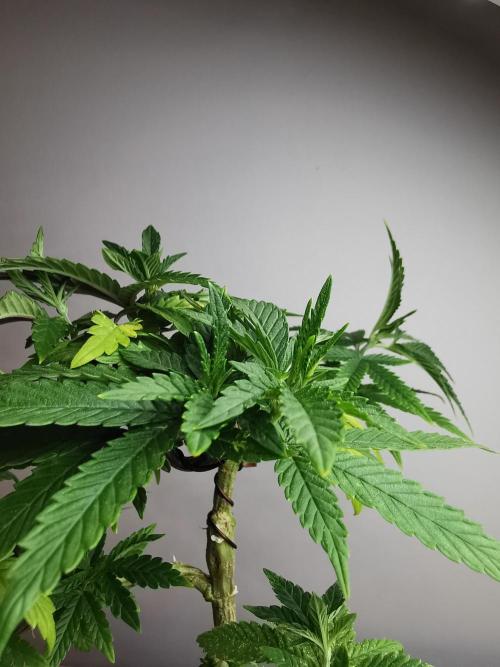 Frappe Late Z  3 / FC-E4800 /90x60x140. Week 12
