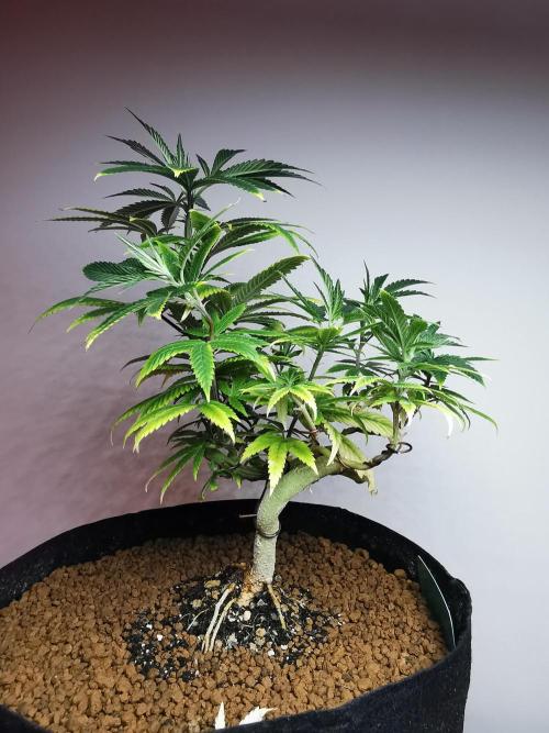 Frappe Late Z  4 / FC-E4800 / 90x60x140. Week 12