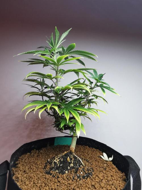 Frappe Late Z  4 / FC-E4800 / 90x60x140. Week 12