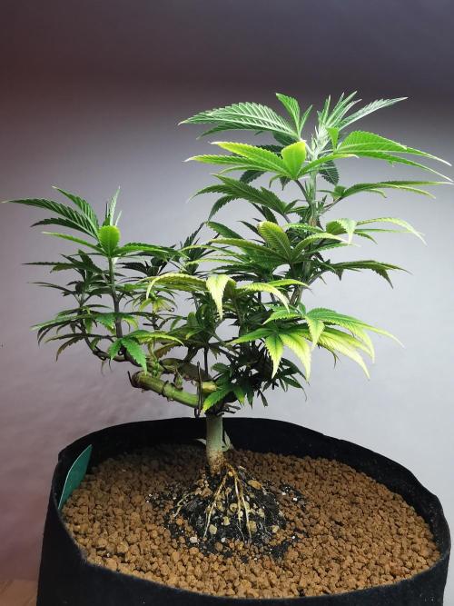 Frappe Late Z  4 / FC-E4800 / 90x60x140. Week 12