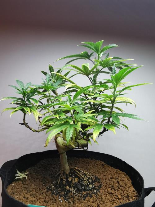 Frappe Late Z  4 / FC-E4800 / 90x60x140. Week 12