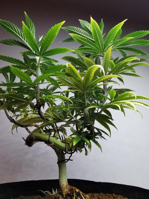 Frappe Late Z  4 / FC-E4800 / 90x60x140. Week 12